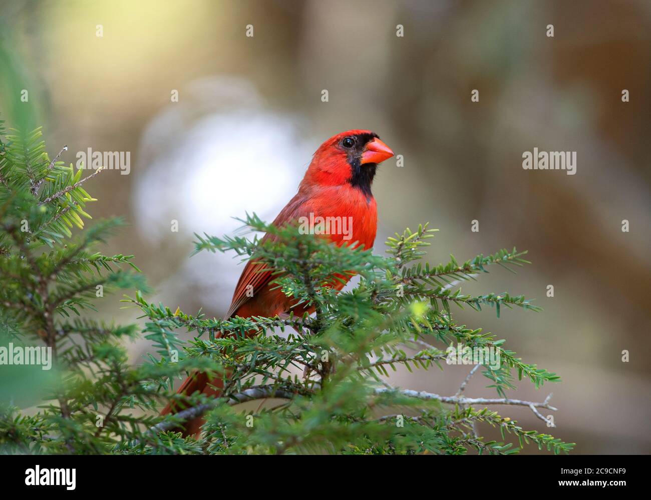 Un cardenal macho (Cardinalidae) en un árbol de Cape Cod, EE.UU Foto de stock