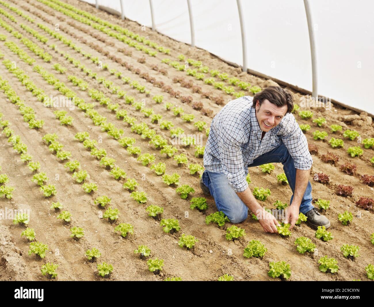Agricultor que comprueba la calidad de las plantas en Green House Foto de stock