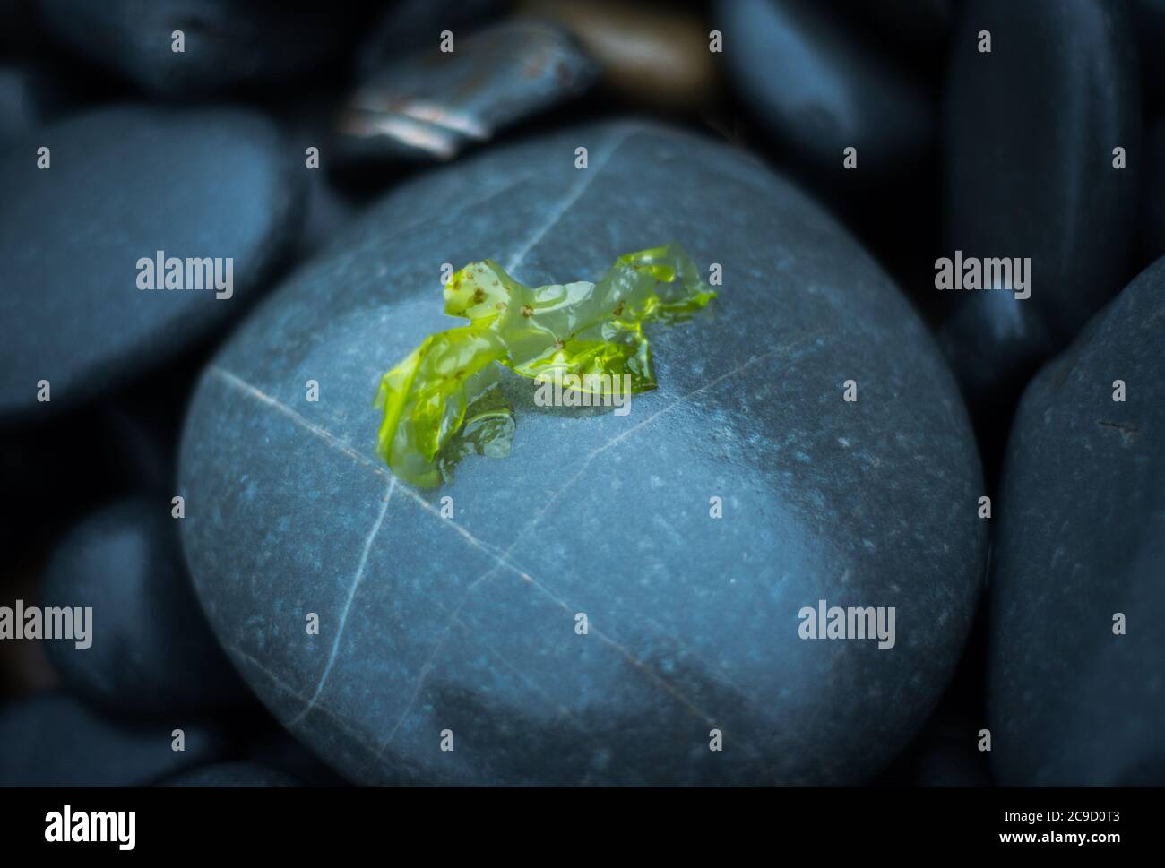 Lechuga de mar (Ulva Lactuca), Devon Reino Unido Foto de stock