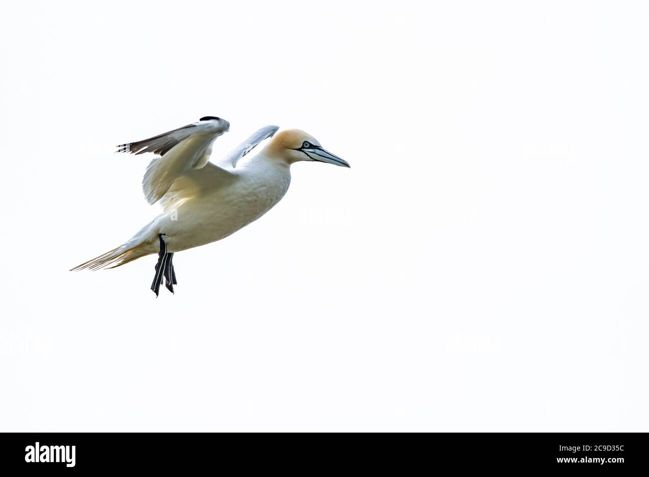 Imágenes de secuencia de vuelo y aterrizaje al nido Gannet del Norte, Morus bassanus. Isla Great Saltee, Irlanda. Foto de stock