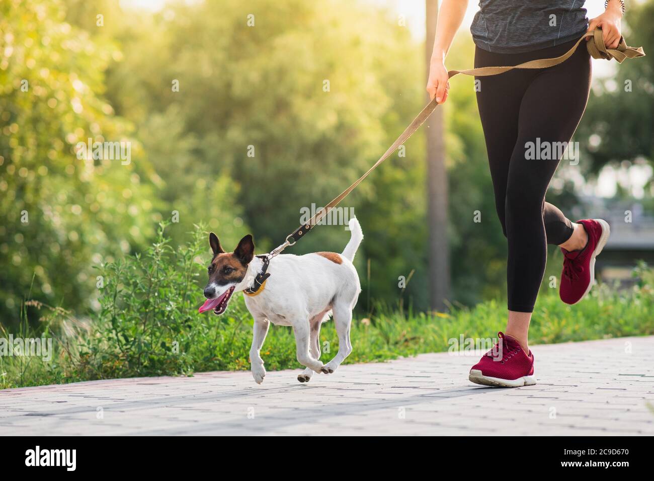 Perro en la correa con jogger. Correr, hacer ejercicio con mascotas, estilo de vida activo en la ciudad, mujer corriendo con su terrier zorro Foto de stock