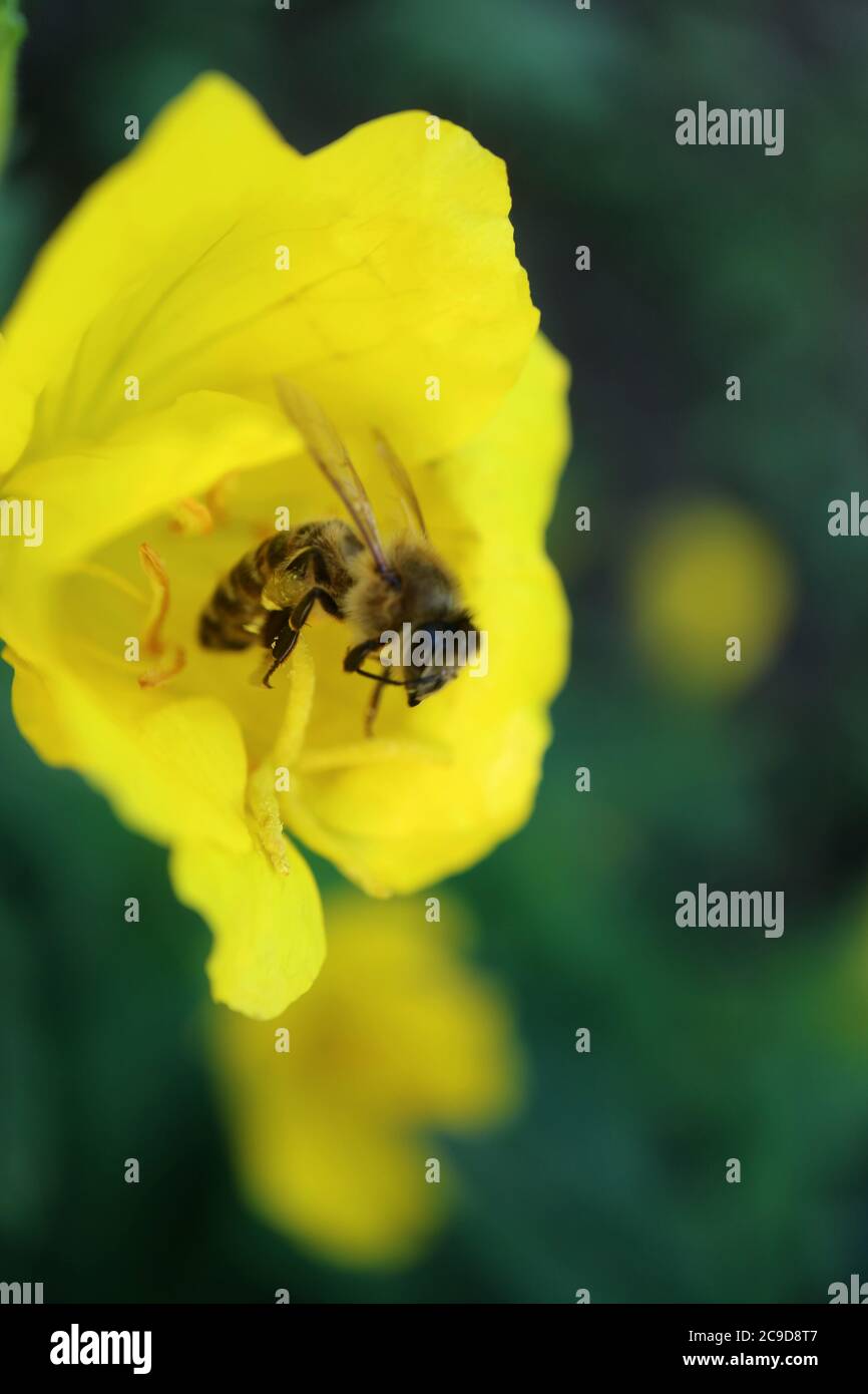 Abeja sobre estambres de flores amarillas,abeja melífera sobre flores amarillas en el jardín,insecto sobre macro de flores,insectos de fauna silvestre,fotografía macro,imagen de stock Foto de stock
