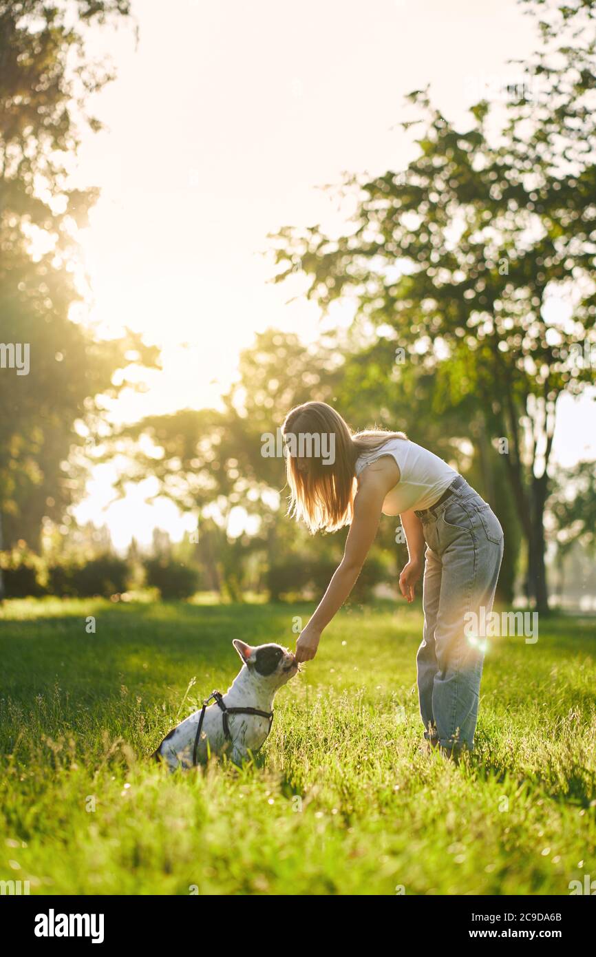 Vista lateral de la joven mujer entrenando al bulldog francés en el parque de la ciudad, hermosa puesta de sol de verano en el fondo. Pura mascota olor golosinas de la mano de la dueña de perro. Concepto de formación animal. Foto de stock