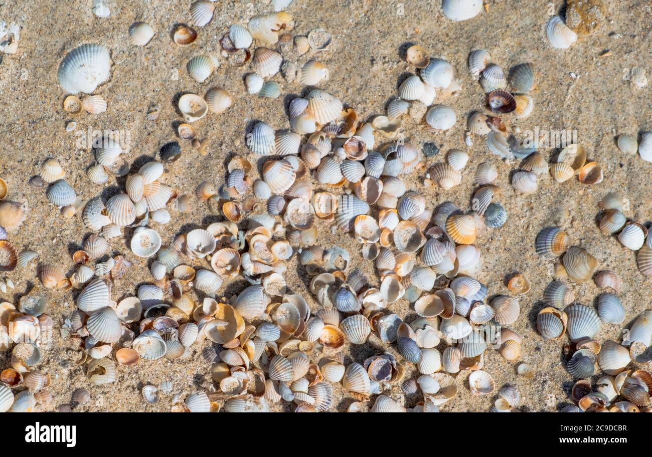 coloridos conchas de mar de fondo. Conchas de mar sobre arena. Fondo de playa de verano Foto de stock