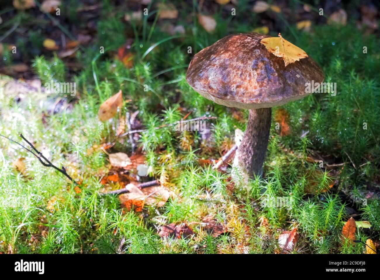 Recoger setas comestibles en el bosque. Setas de abedul o casquillo marrón que crece en el bosque. Hongo bajo una hoja de otoño. Hojas amarillas y. Foto de stock