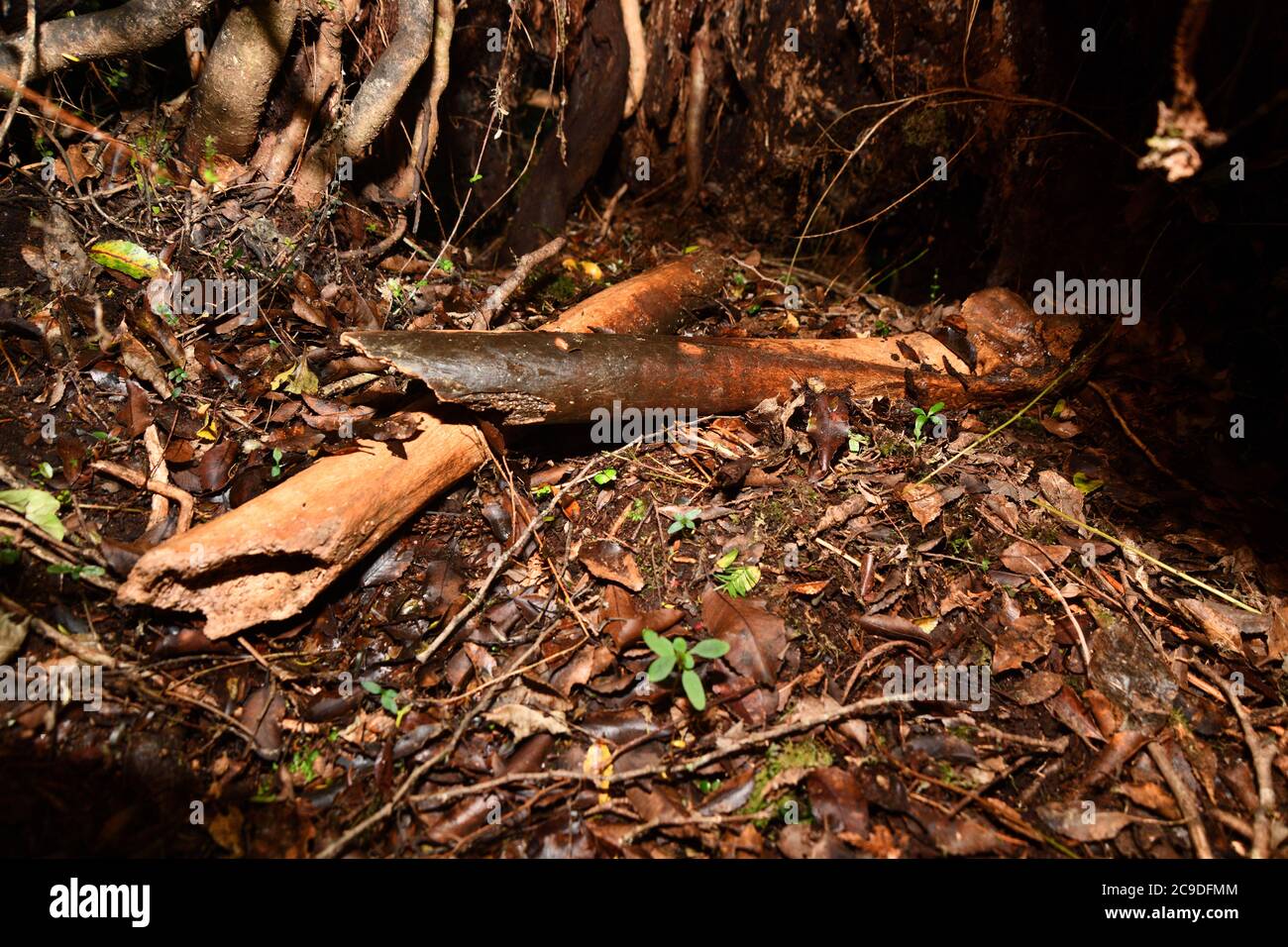 Huesos de pierna de un moa oriental, Emeus crassus, un moa relativamente de patas cortas, voluminoso, de tamaño medio, de Nueva Zelanda. Ahora extinto. Foto de stock