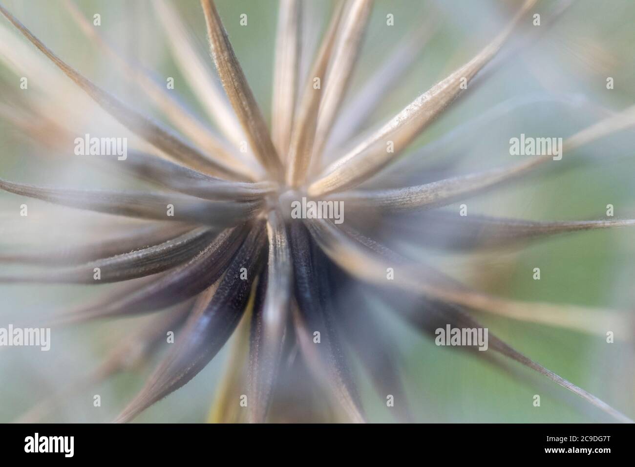 Cabeza de semilla de cabra (Tragopogon pratensis) Foto de stock