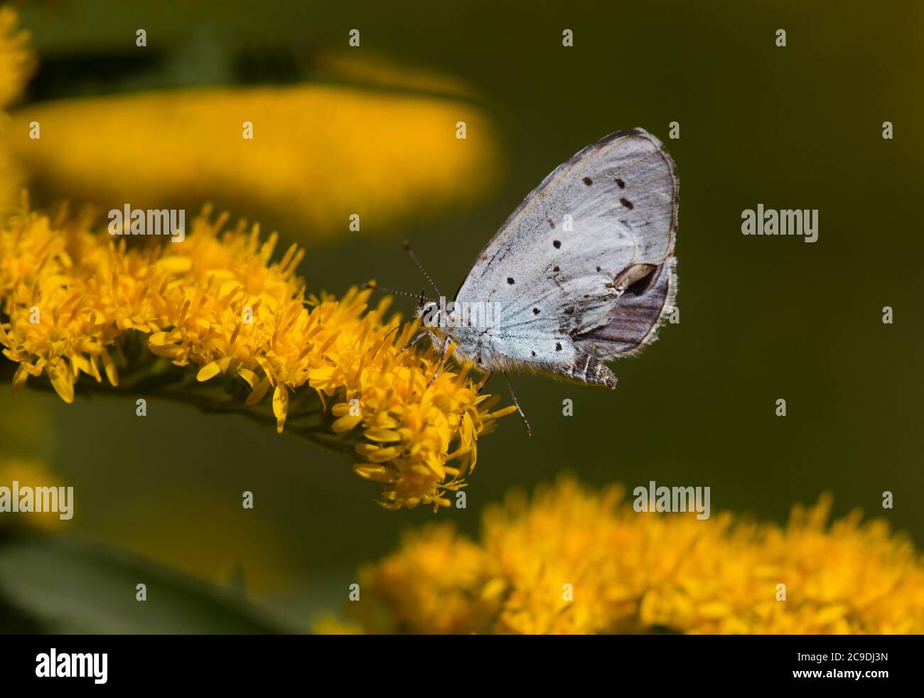 Azul acebo, una pequeña mariposa, en la cabeza de la flor amarilla de Goldenrod Foto de stock