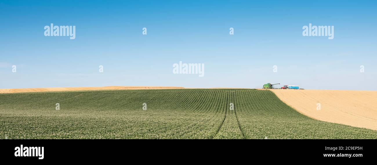 patrones típicos casi abstractos de paisaje agrícola en el norte de francia bajo el cielo azul Foto de stock