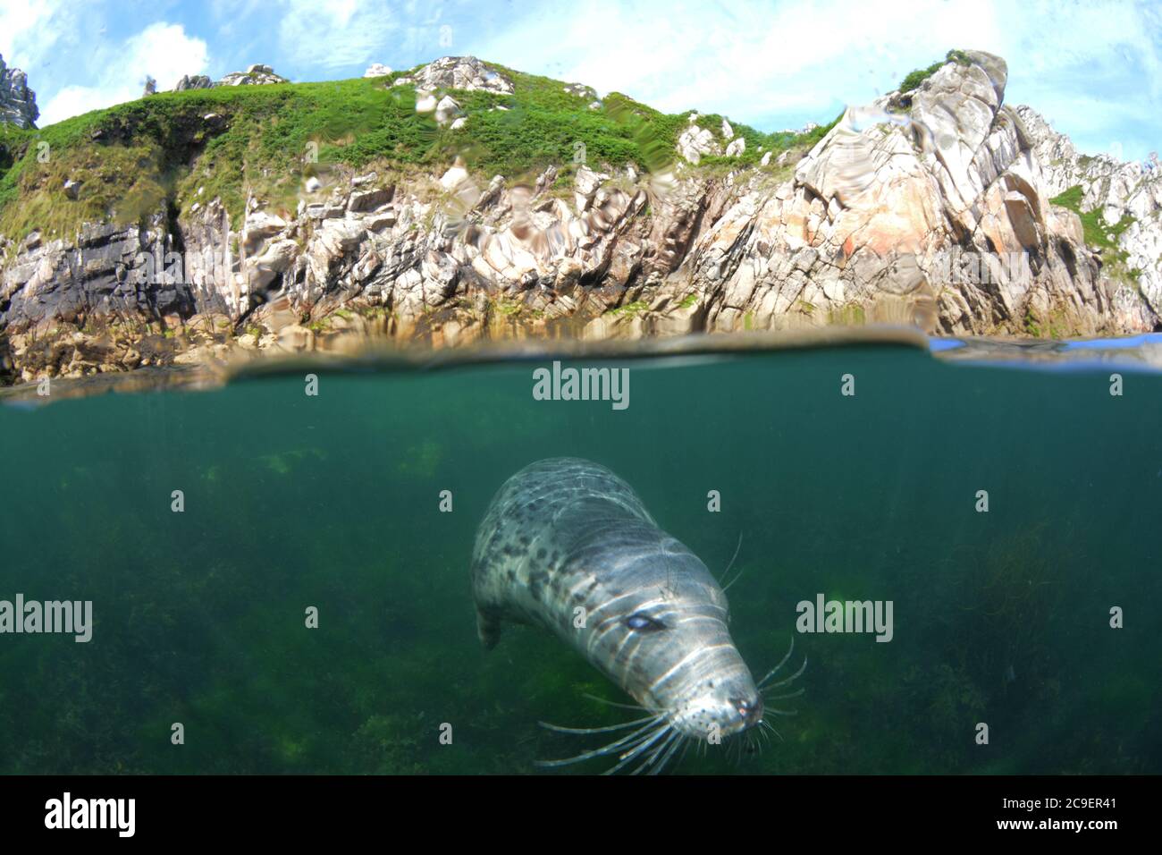 Foto subacuática de nivel dividido de un juguetón sello gris en Lundy Island, North Devon Foto de stock