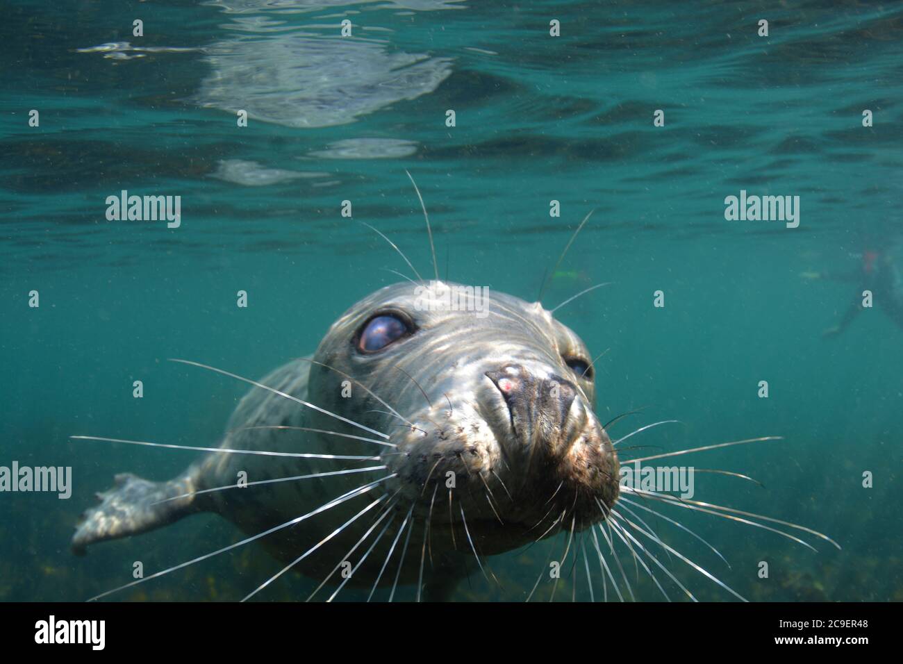 Inquisitivo sello gris submarino-Isla Lundy Foto de stock