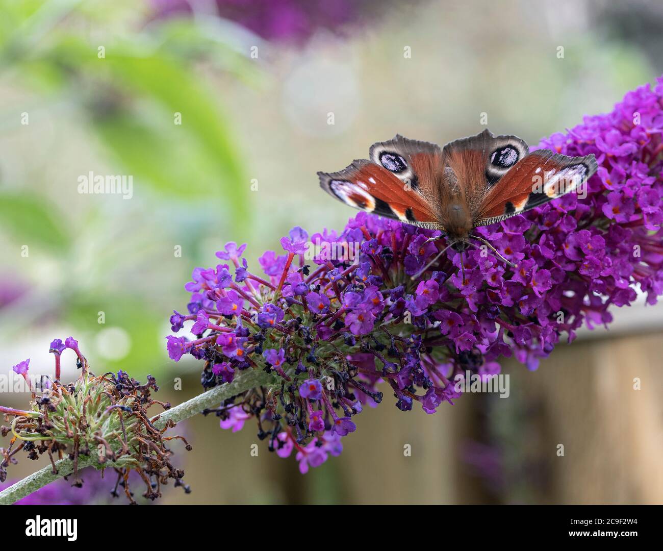 Una hermosa mariposa de pavo real alimentándose del néctar en una flor púrpura de Buddleja en un jardín en Allager Cheshire Inglaterra Reino Unido Foto de stock