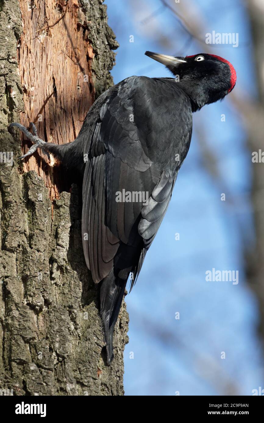 Carpintero negro en busca de comida en un tronco de árbol. Pájaro negro con una gran cresta roja en su cabeza. En un parque de la ciudad.Kiev. Ucrania. Foto de stock