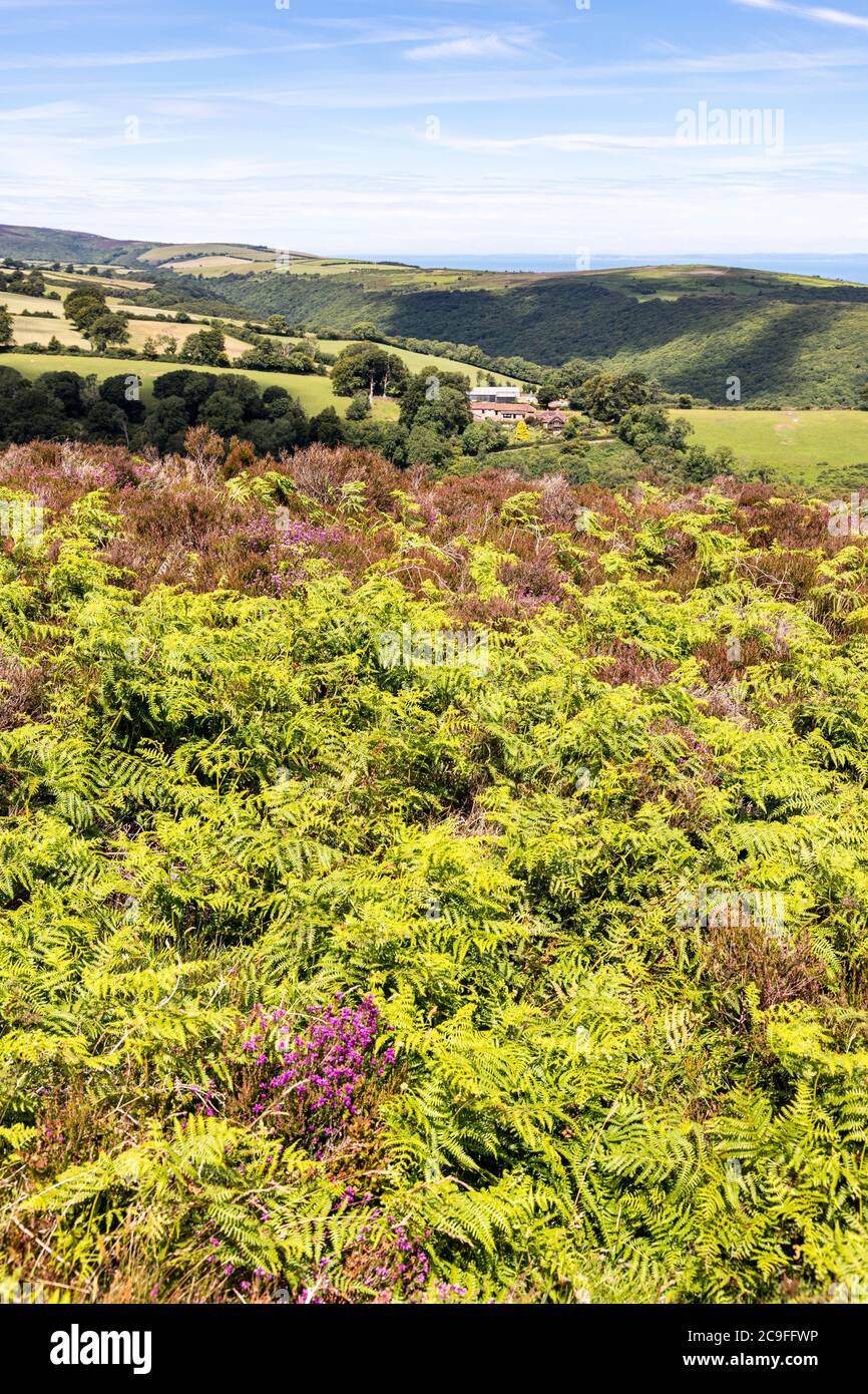 Parque Nacional Exmoor - la vista hacia Cloutsham desde el camino en Dunkery Hill que conduce a Dunkery Beacon, Somerset Reino Unido Foto de stock