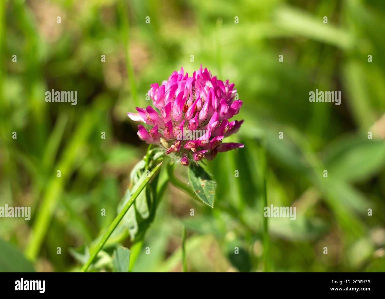 Red Clover es una legumbre común de pastizales y pastos. Tienen una hoja característica de tres lóbulos y ayudan a mejorar la tierra agrícola Foto de stock