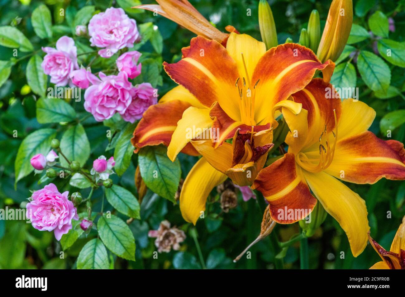 Daylily y rosas en el jardín, Hamburgo, Alemania Foto de stock