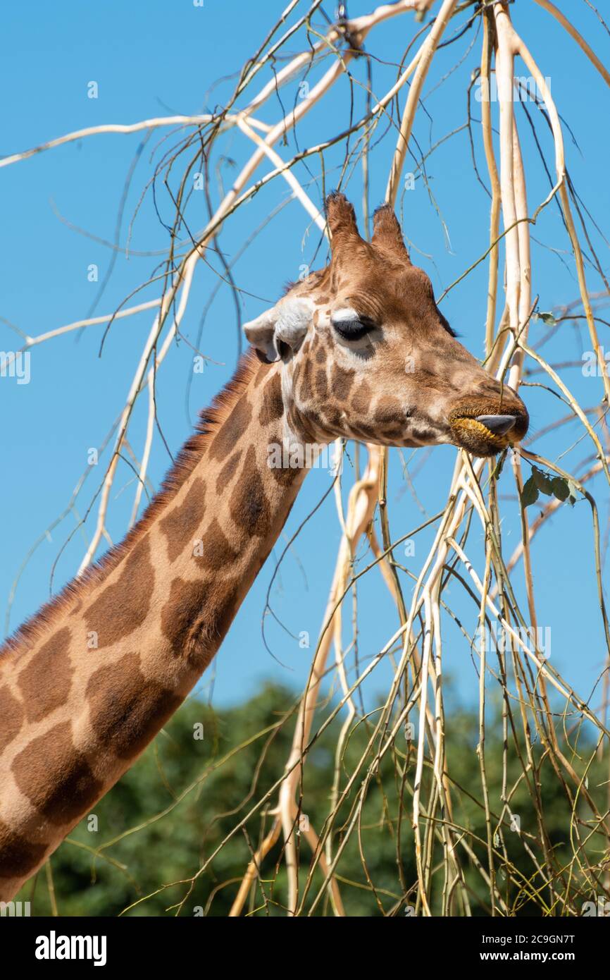 La jirafa de Rothschild (Giraffa camelopardalis rothschildi) se alimenta de hojas en el zoológico de Marwell, Reino Unido Foto de stock