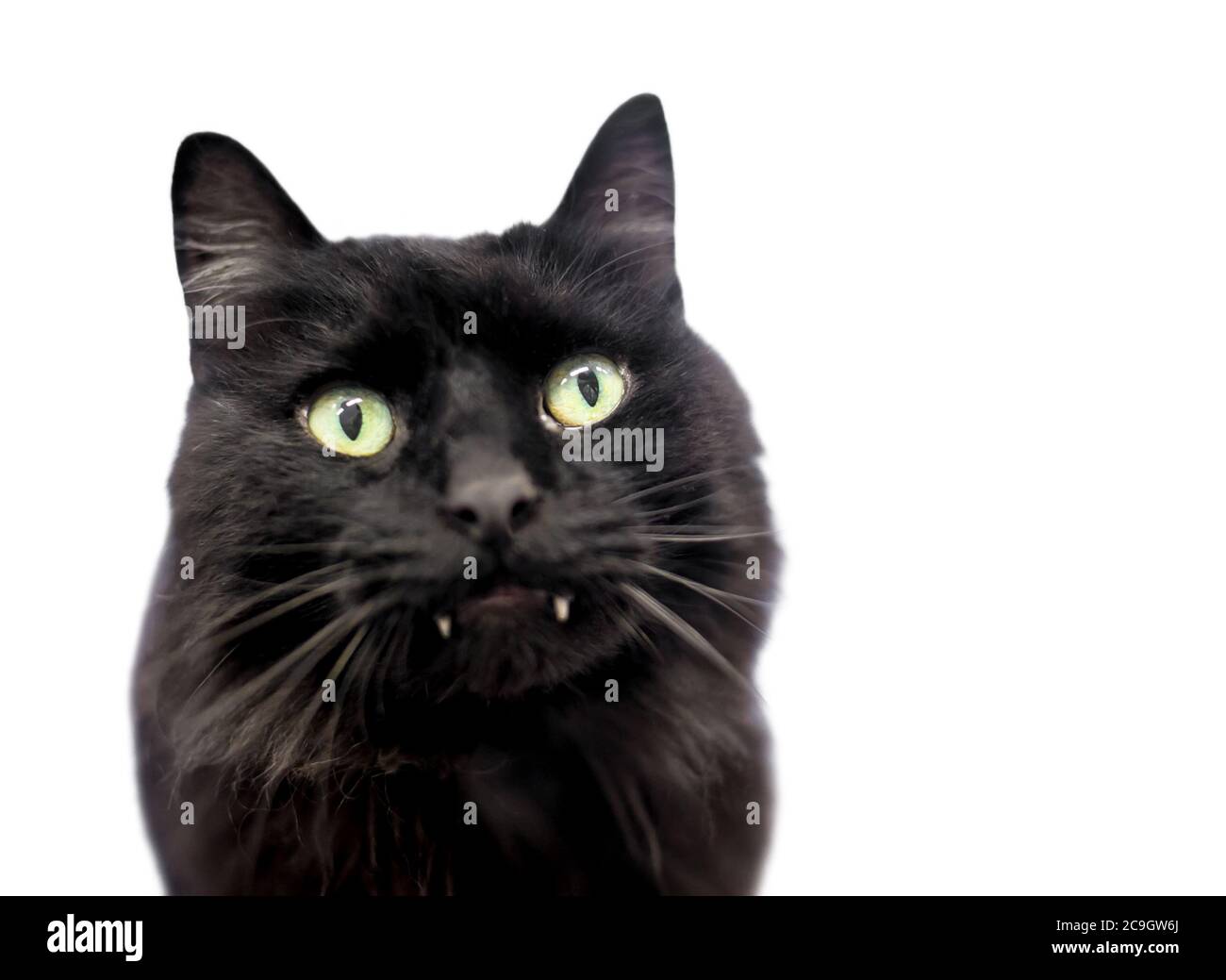 Un peludo negro doméstico de pelo mediano gato con largas colmillos que sobresalen de su boca Foto de stock