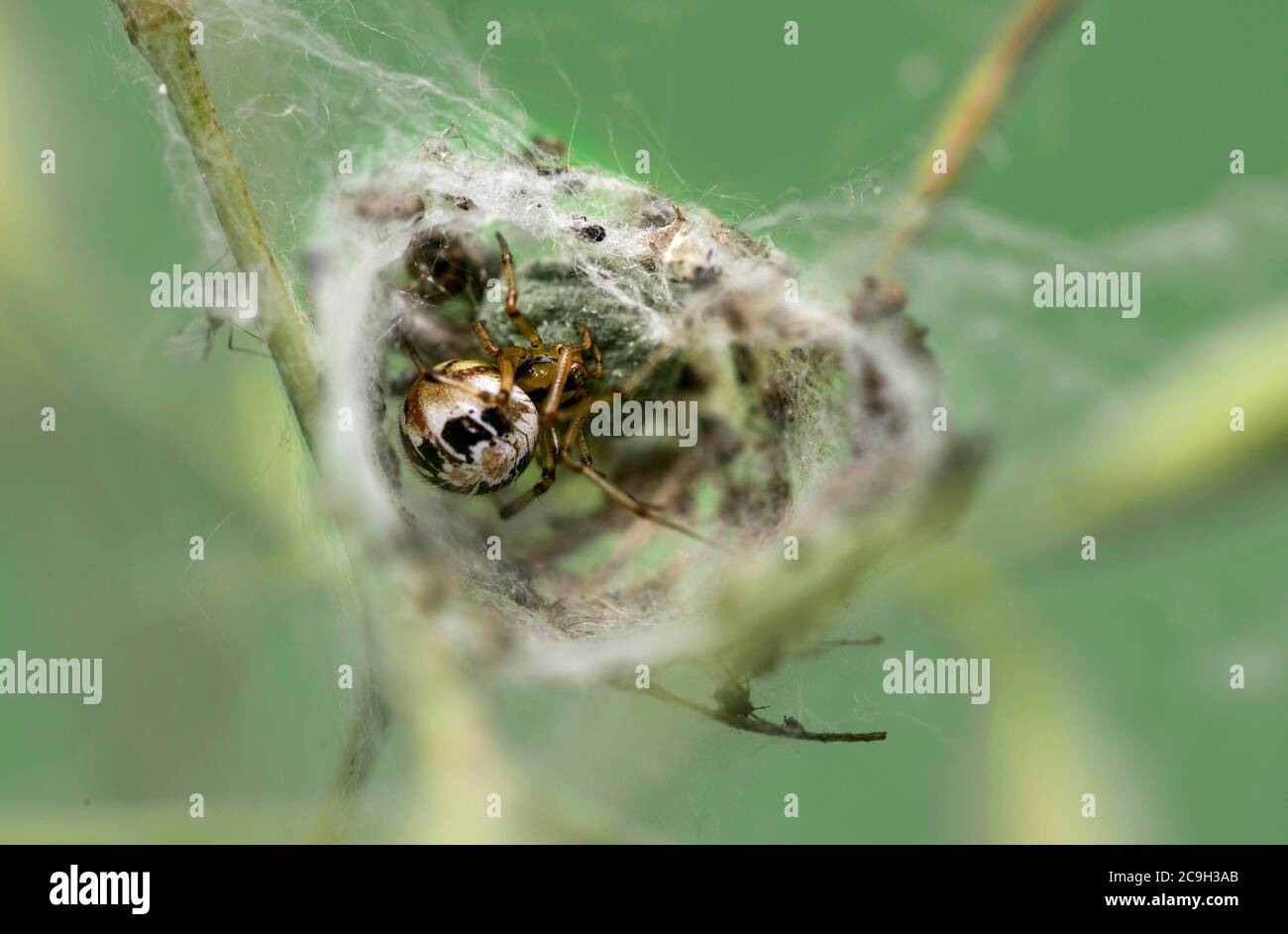 Araña hembra crestada (Theridion pictum) con embrague de huevo, familia Theridiidae, Suiza Foto de stock