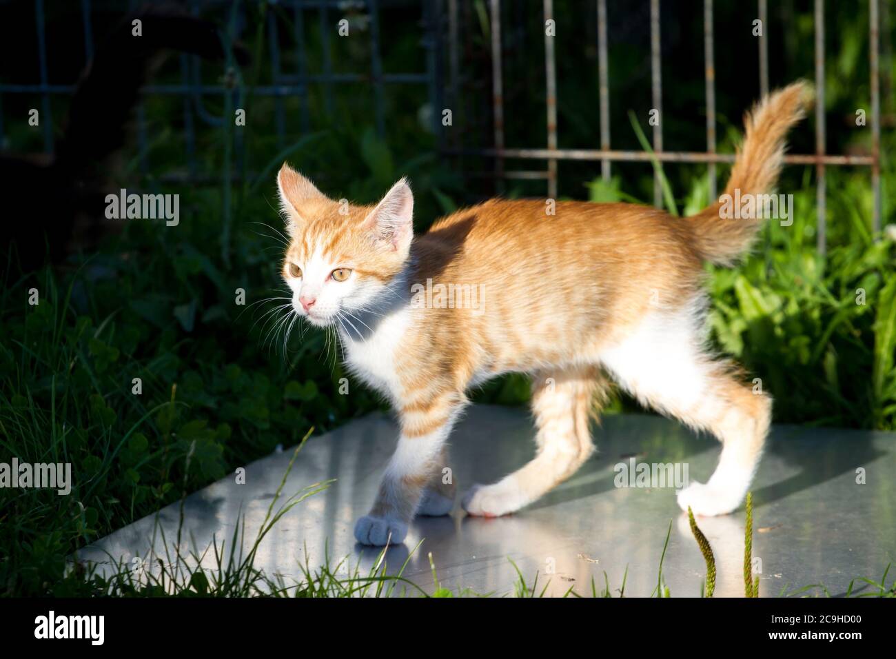 Página 22  Fotos Gato Tom, 69.000+ fotos de arquivo grátis de alta  qualidade