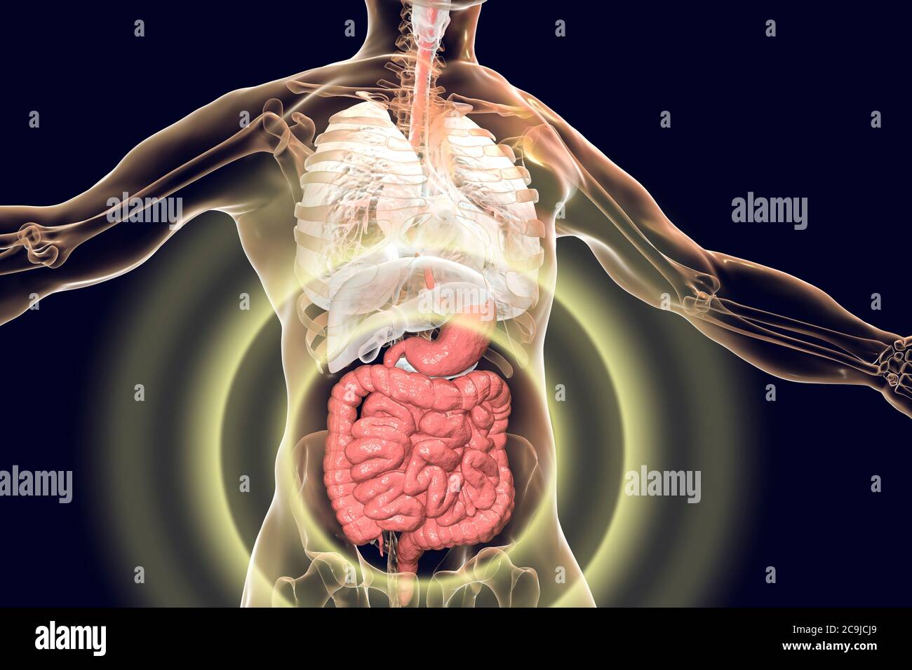 Anatomía del cuerpo humano con sistema digestivo resaltado, ilustración de computadora. Foto de stock