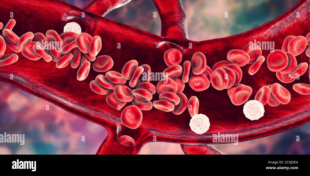Vaso sanguíneo fotografías e imágenes de alta resolución - Alamy