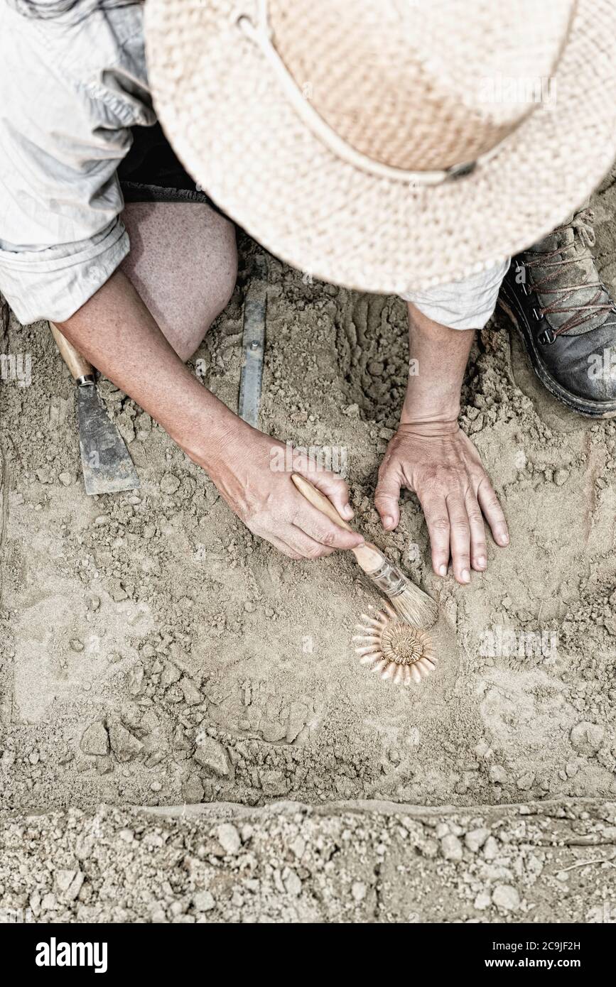 Paleontólogo trabajando en el campo, recuperando el antiguo fósil de  amoníaco Fotografía de stock - Alamy
