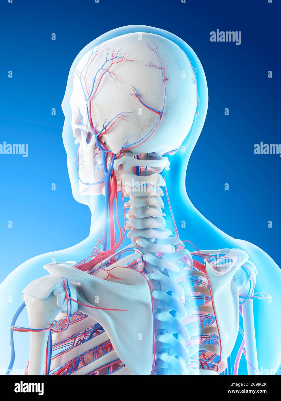 Vasos sanguíneos de la cabeza y el cuello, ilustración por computadora