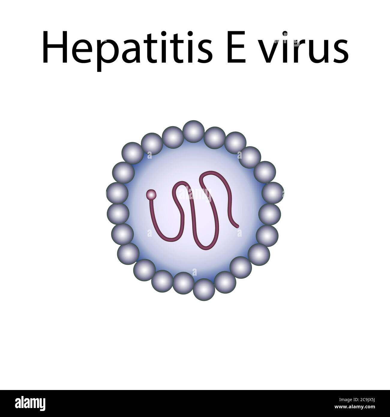 Virus de la hepatitis E, ilustración Fotografía de stock Alamy
