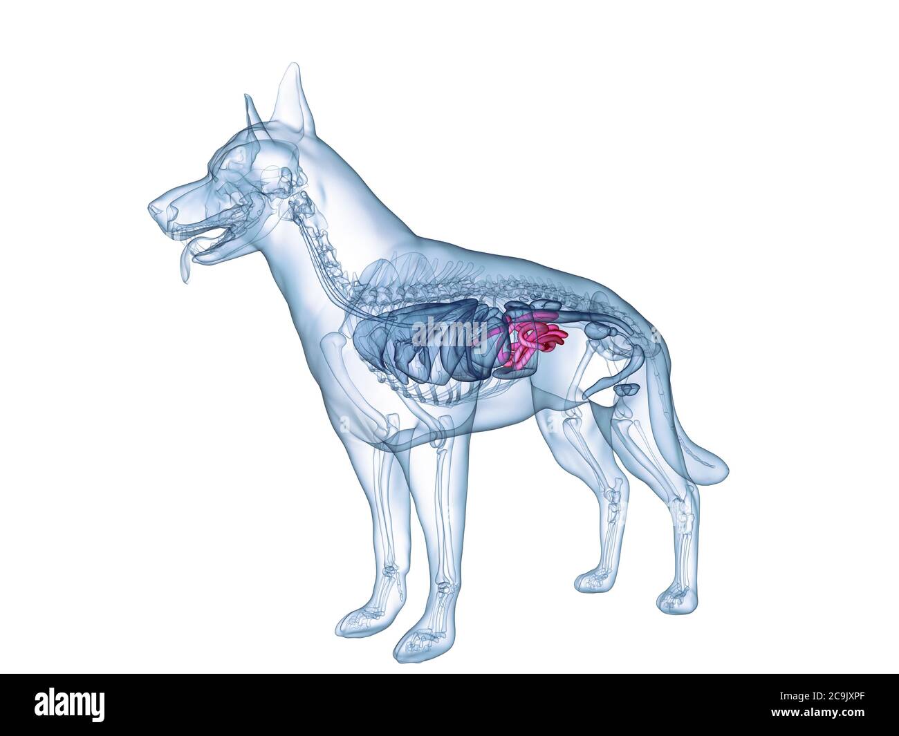 El intestino delgado de perros, equipo de ilustración Fotografía de stock -  Alamy