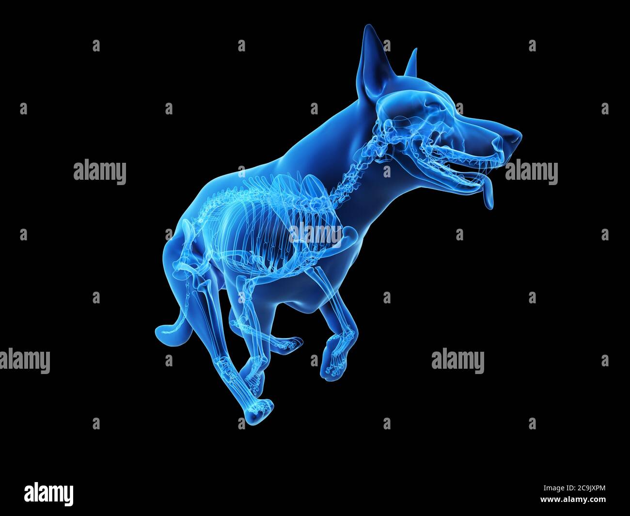 El esqueleto del perro, equipo de ilustración. Foto de stock