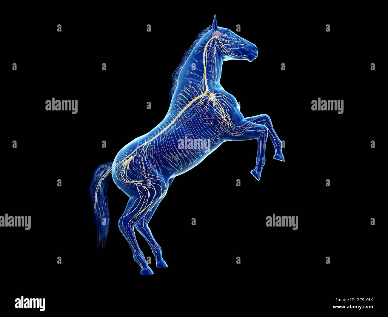 Sistema nervioso caballo fotografías e imágenes de alta resolución Alamy