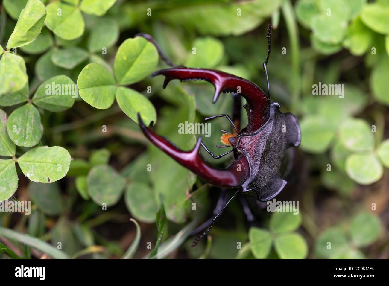Primer plano de un hermoso ciervo-escarabajo macho Foto de stock