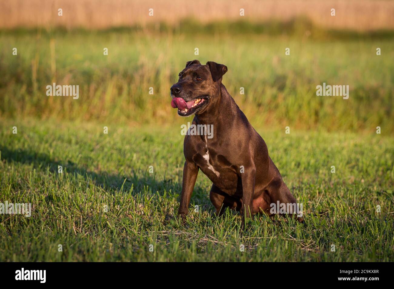Retrato de un perro de la mezcla de Pit Bull al sol de la noche Foto de stock
