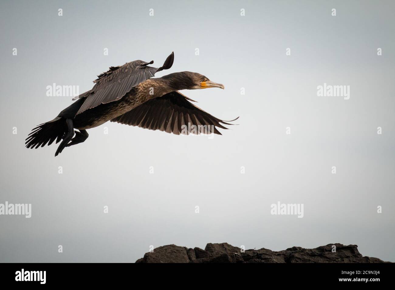 El cormorán (Phalacrocorax carbo) muestra sus alas y plumas mientras