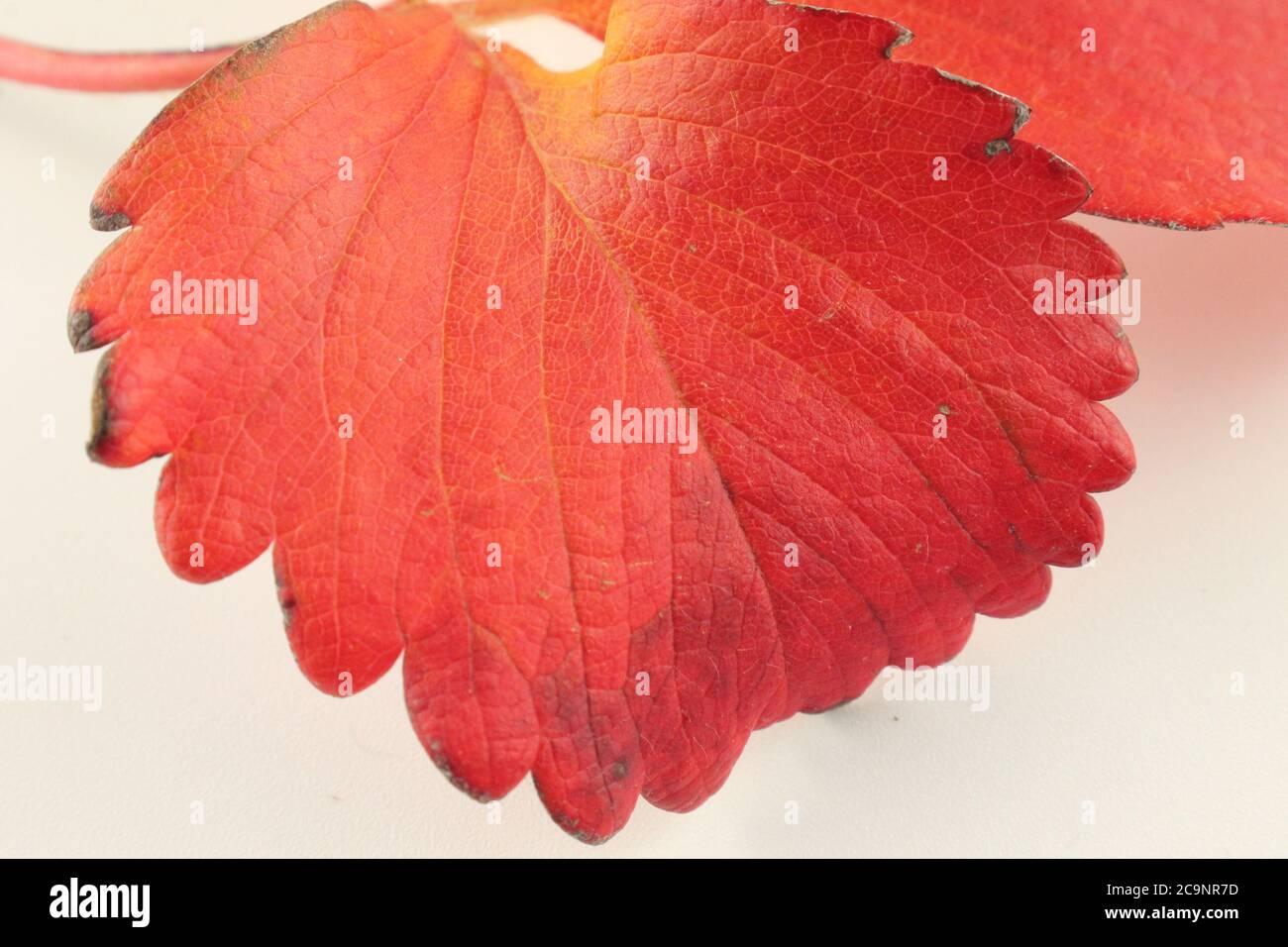 hoja macro en otoño, aislada sobre fondo blanco, colores otoñales Foto de stock