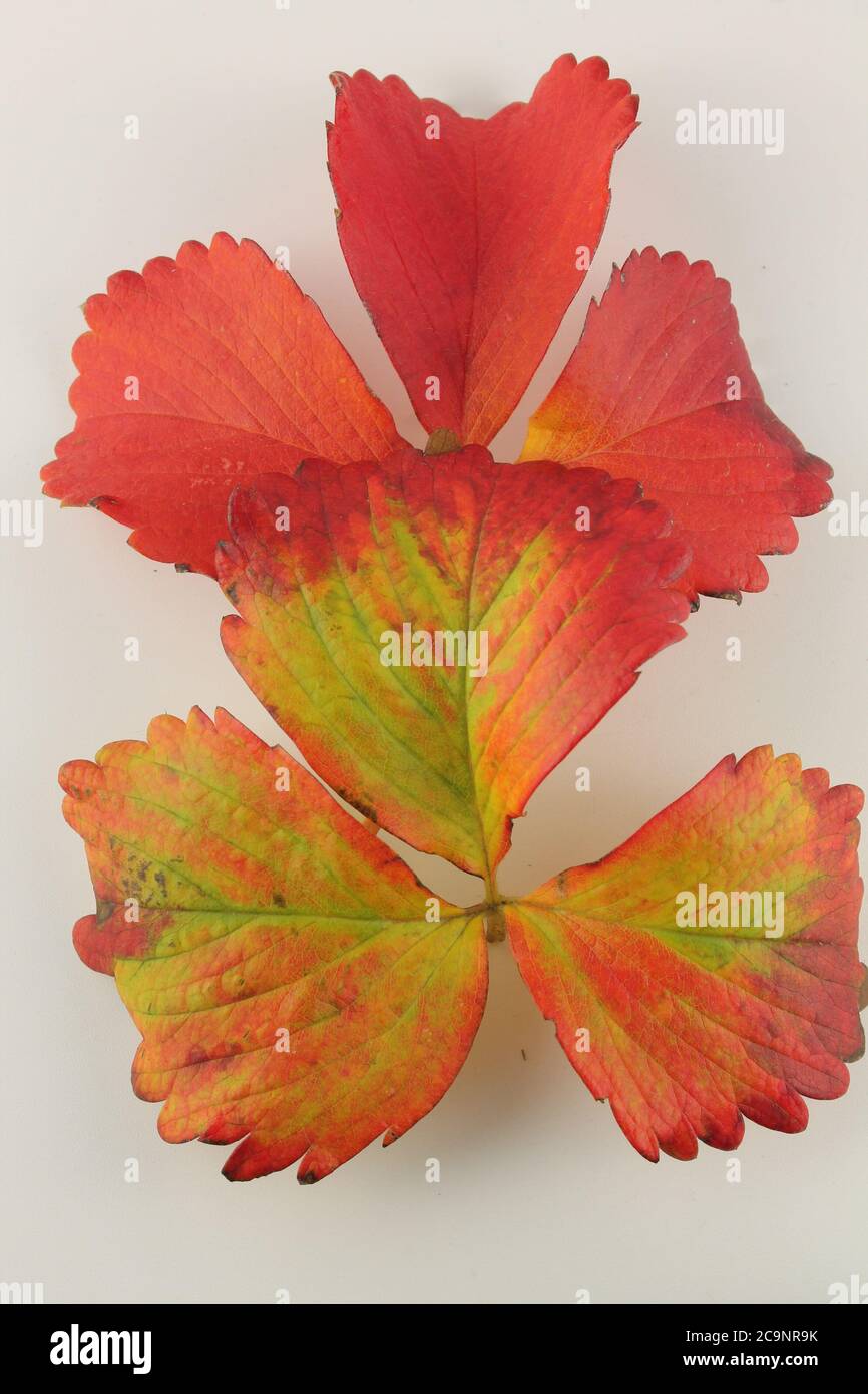 las hojas se enrojecen a medida que se acerca el otoño, aisladas sobre fondo blanco, en formato vertical Foto de stock