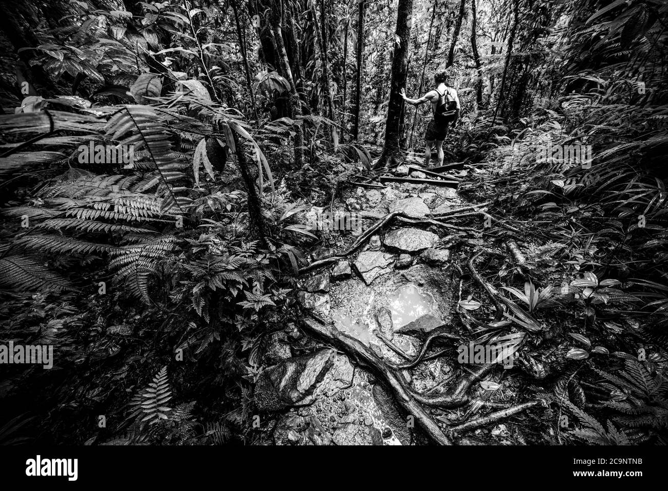 Hombre explorando la selva en Guadalupe, indias Occidentales Francesas. Antillas menores, Caribe. Efecto blanco y negro Foto de stock