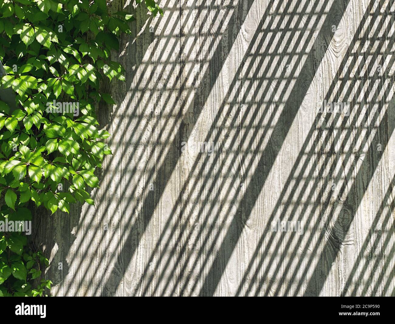 Pared de cemento con sombra de luz solar y hojas verdes Foto de stock