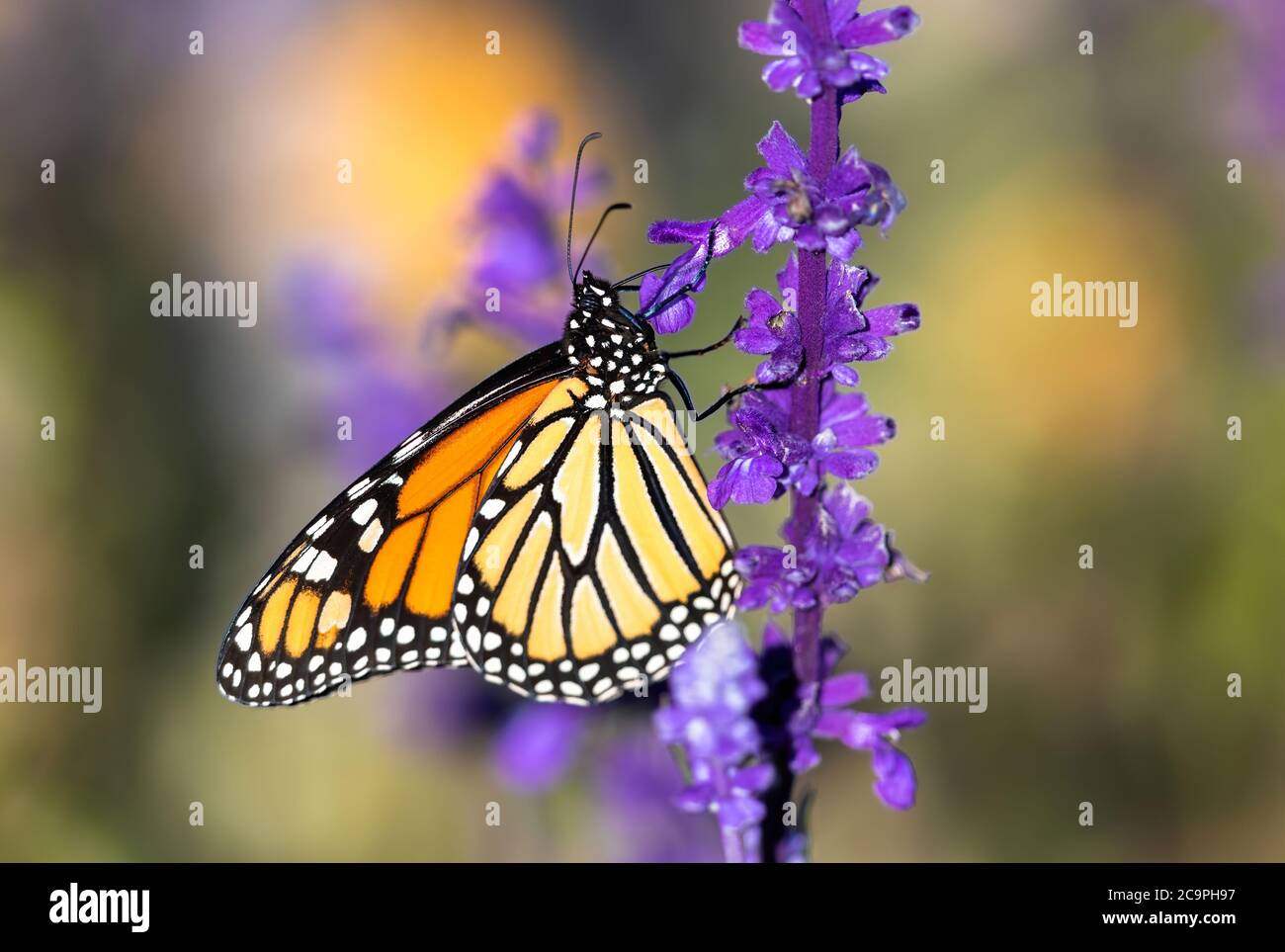 Una imagen de perfil lateral de una mariposa monarca subiendo una planta de lavanda de colores brillantes, dentro de un jardín de lavanda. Foto de stock