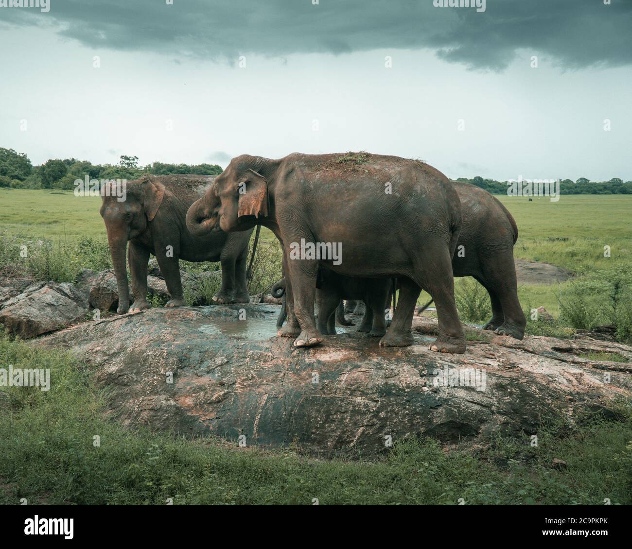 Familia de elefantes asiáticos bebiendo agua en una roca en Sri Lanka. Foto de stock