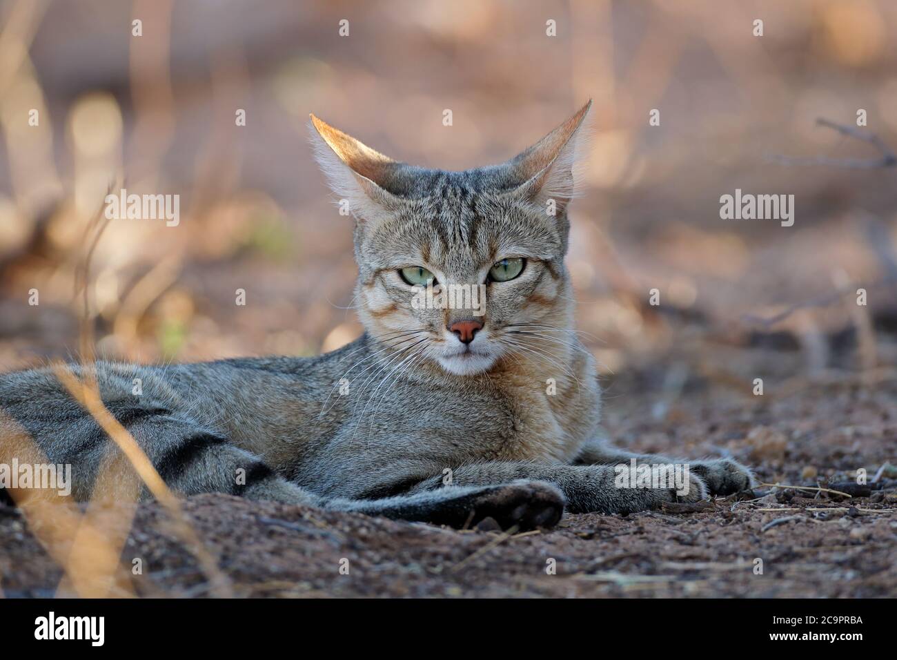Retrato de un gato salvaje africano (Felis silvestris lybica), el desierto de Kalahari, Sudáfrica Foto de stock