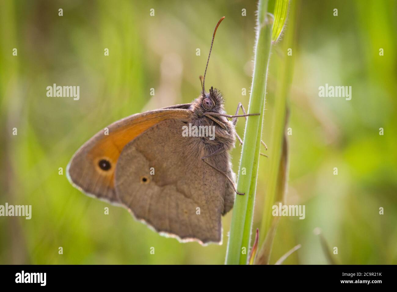 Mariposa marrón pradera (Lepidoptera Maniola jurtina) Foto de stock