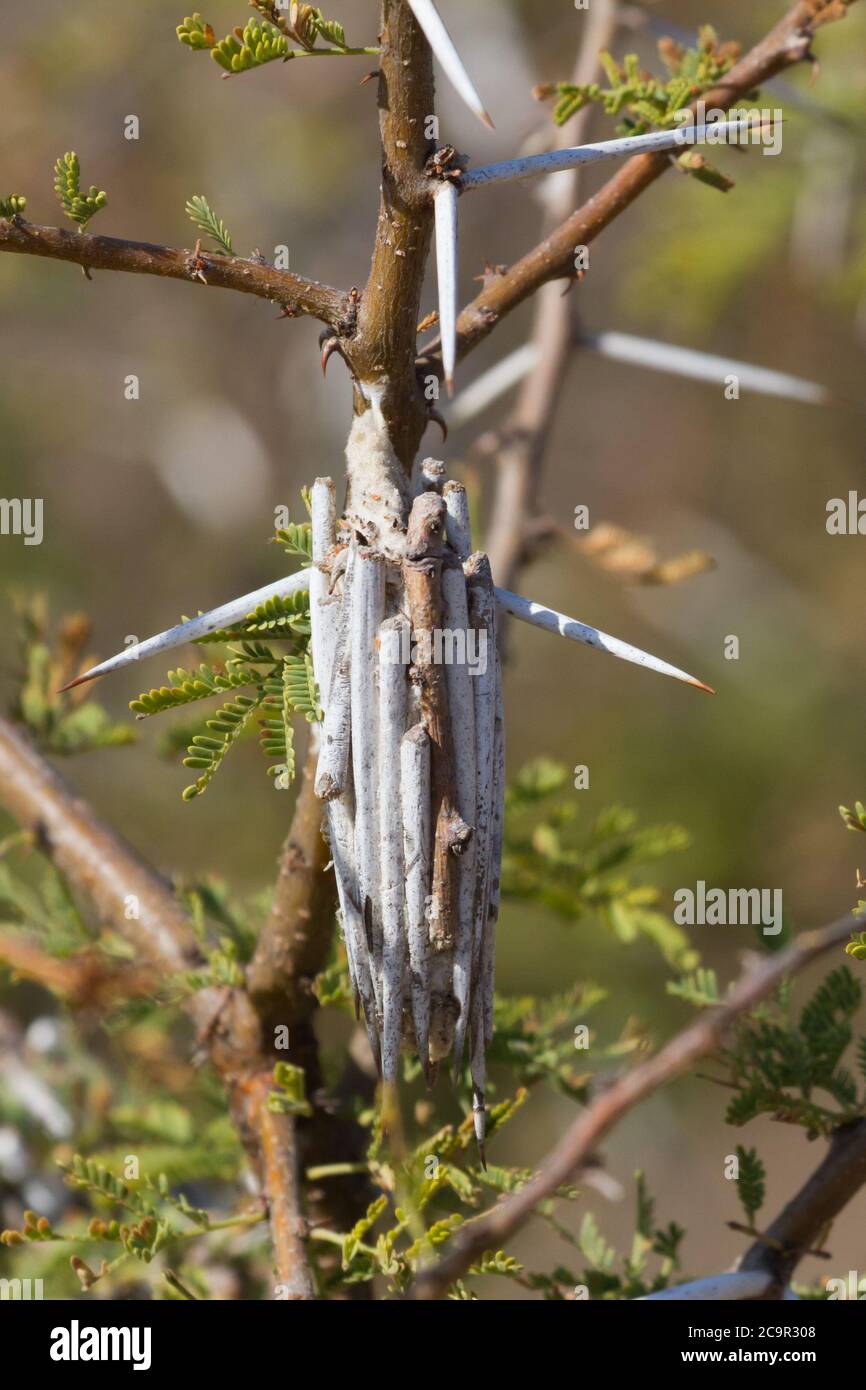 Caso de polilla de gusano de Bagworm en la familia Lepidoptera closeup colgado en un árbol de espina en Sudáfrica Foto de stock