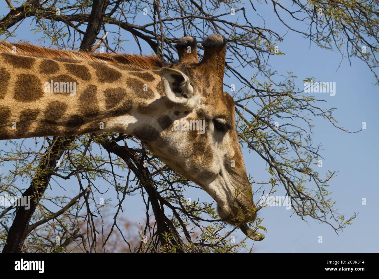 Jirafa macho (Giraffa camelopardalis) cabeza closeup pelando las hojas de un árbol de espina con su lengua larga en Sudáfrica Foto de stock