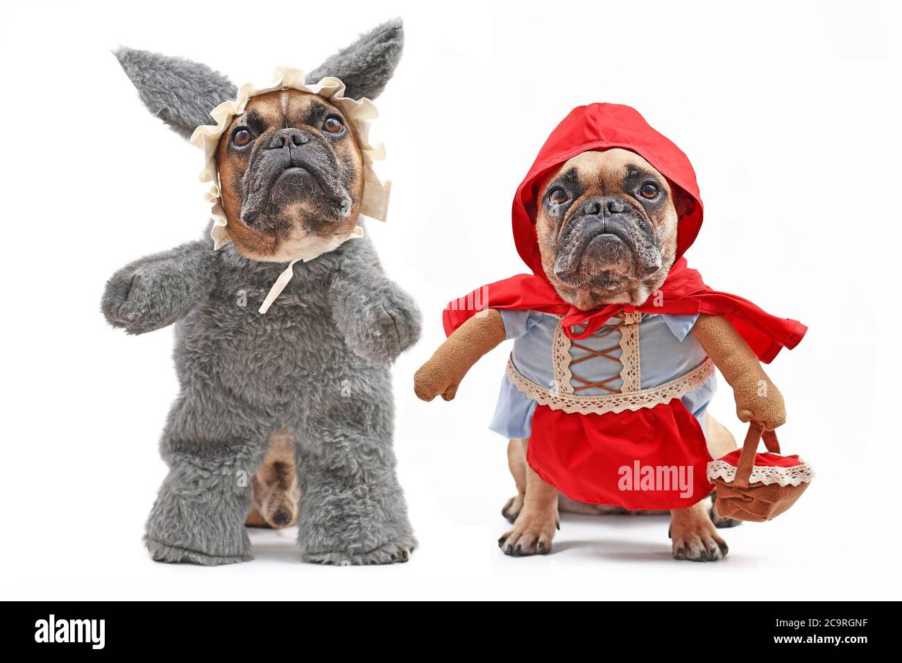 Los Bulldogs franceses vestidos como personajes de cuento de hadas Little Red Riding Hood y mal lobo con perro de cuerpo entero disfraces de Halloween con falsos brazos aislados o de