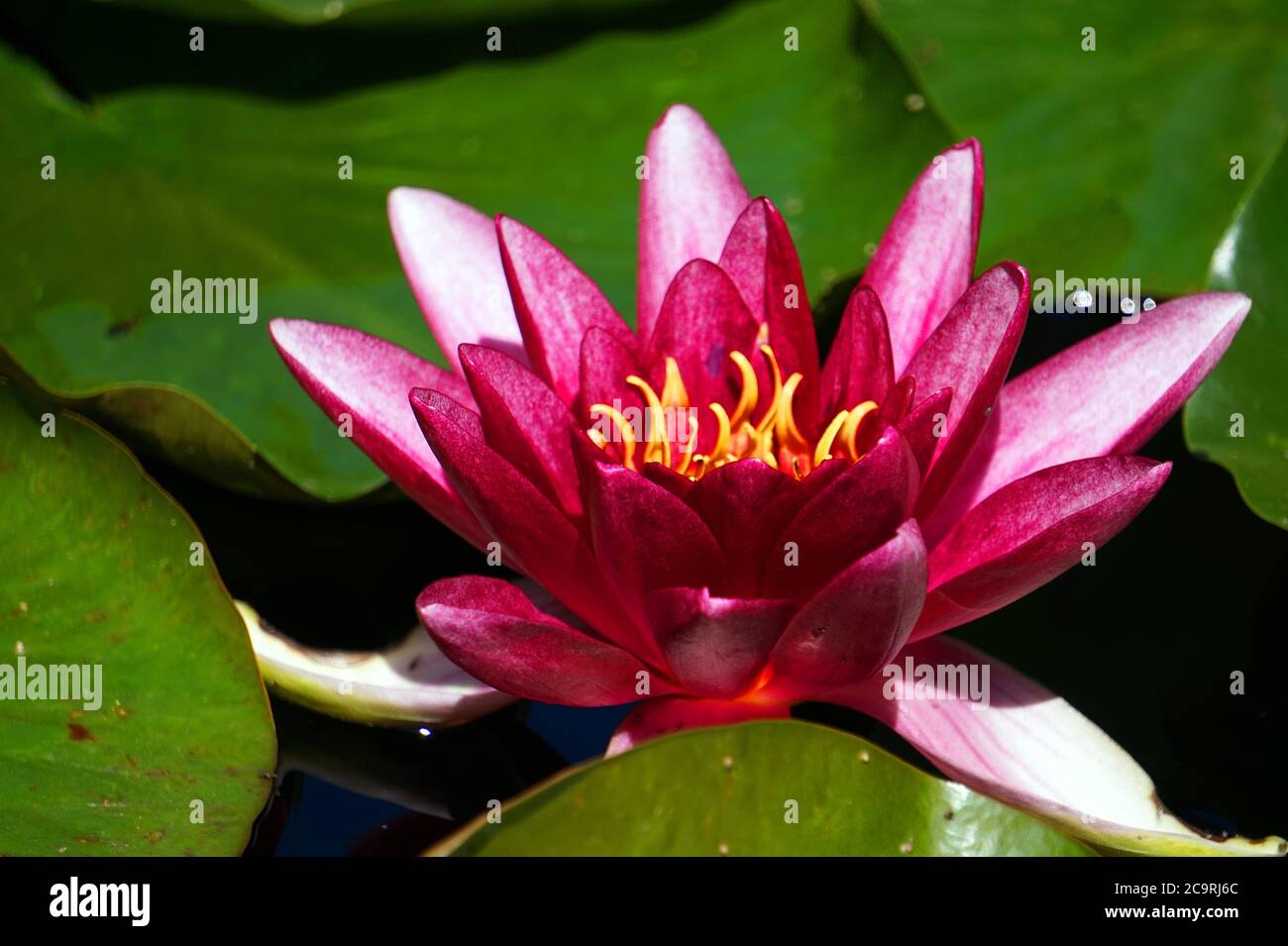 Rosa lilly flor en el jardín Foto de stock
