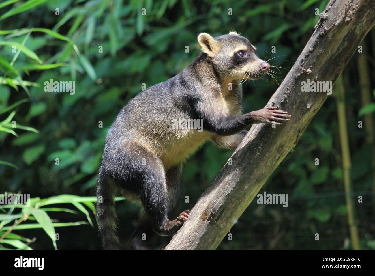 Mapache que come cangrejo Foto de stock