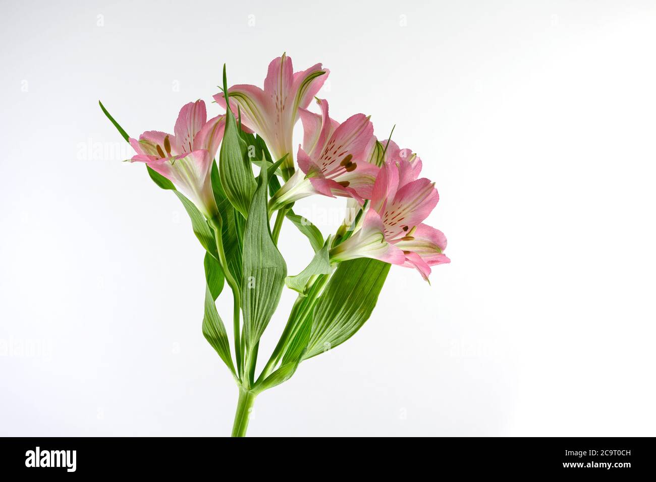 flores de alstroemeria rosa fotografiadas sobre un fondo blanco llano Foto de stock