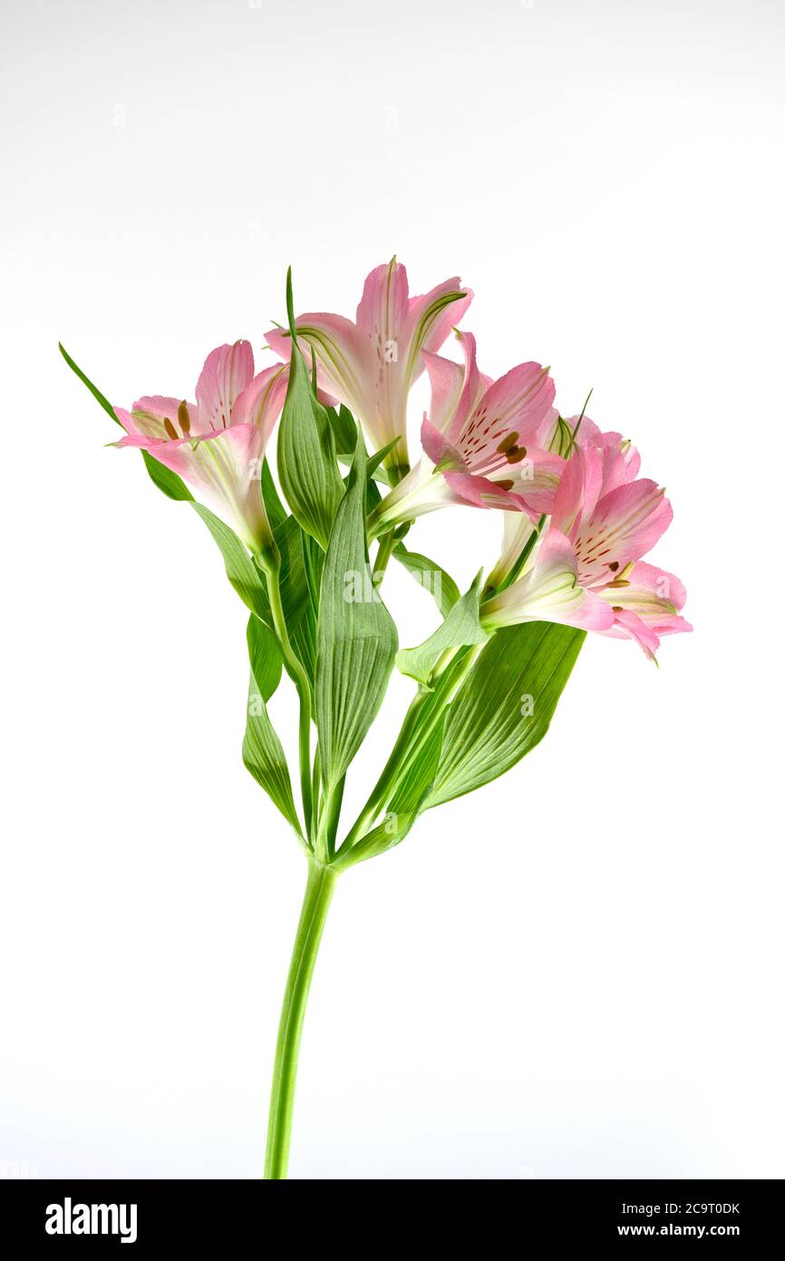 flores de alstroemeria rosa fotografiadas sobre un fondo blanco llano Foto de stock